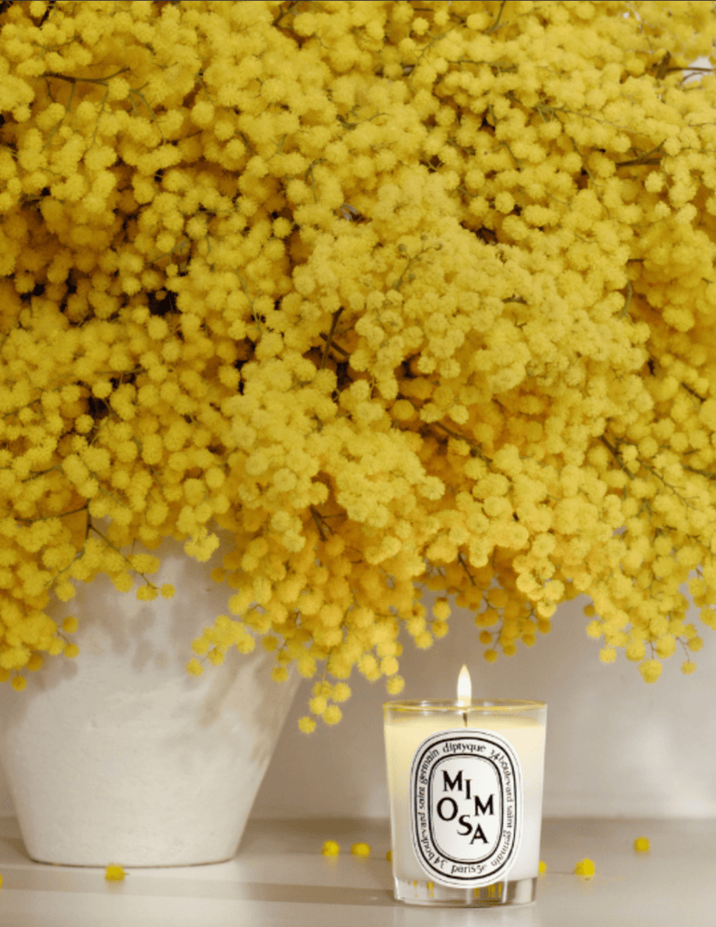 Diptyque Mimosa Classic Candle