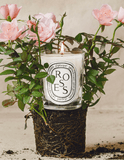Diptyque Roses Classic Candle